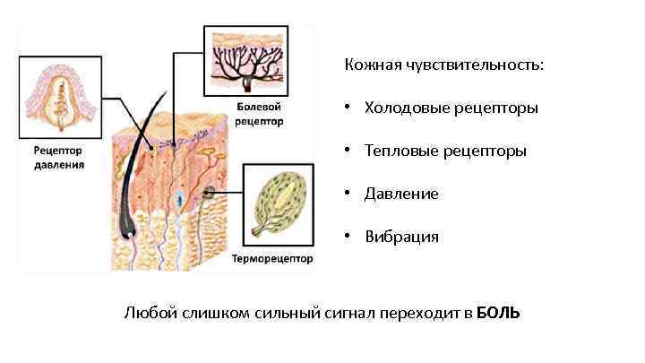 Кожная чувствительность: • Холодовые рецепторы • Тепловые рецепторы • Давление • Вибрация Любой слишком