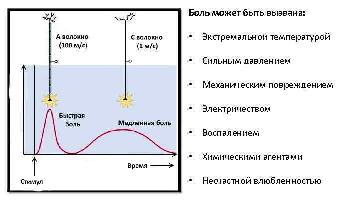 Боль может быть вызвана: • Экстремальной температурой • Сильным давлением • Механическим повреждением •