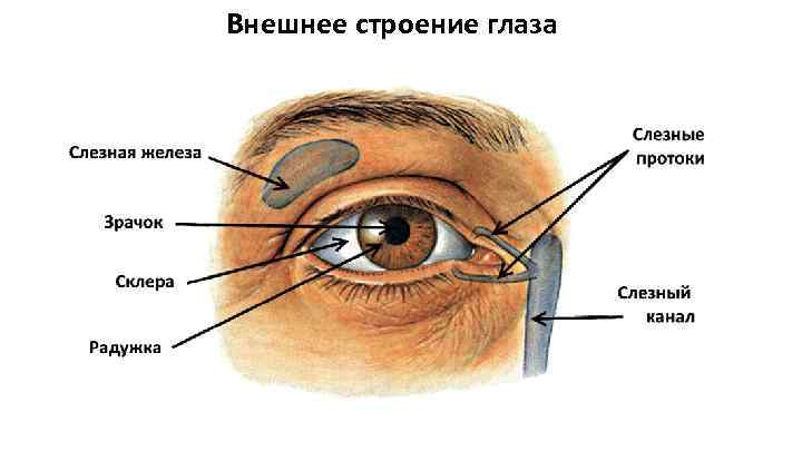 Внешнее строение глаза 