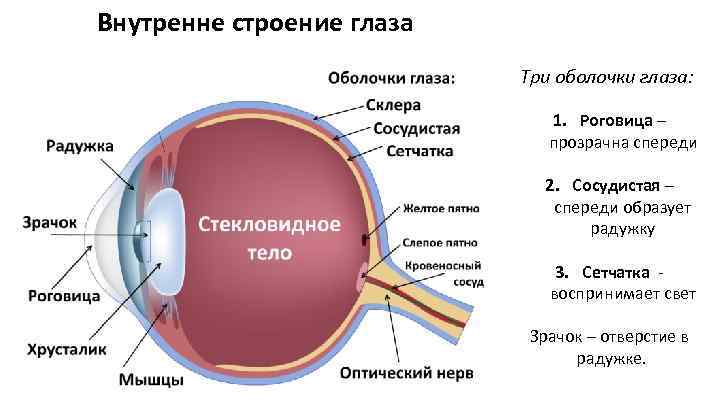 Внутренне строение глаза Три оболочки глаза: 1. Роговица – прозрачна спереди 2. Сосудистая –