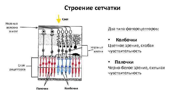 Схема строения нейронного строения сетчатки