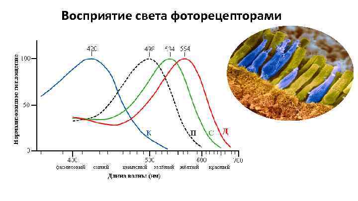 Восприятие света фоторецепторами 