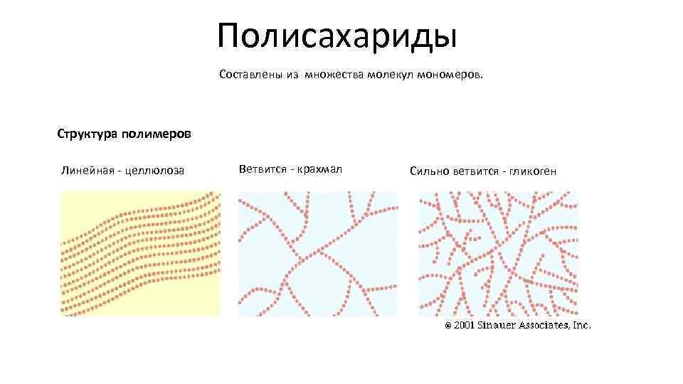 Полисахариды Составлены из множества молекул мономеров. Структура полимеров Линейная - целлюлоза Ветвится - крахмал