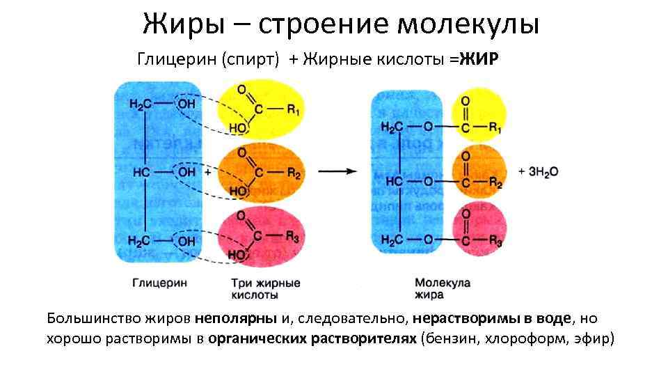 На рисунке изображены результаты опыта иллюстрирующего у растений синтез полимеров из мономеров