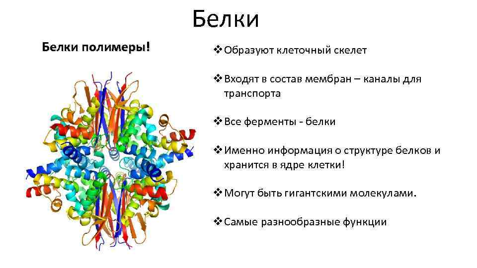 Белки состав вещества. В состав мембраны входят белки-ферменты. Белки-ферменты в составе мембран. Химический состав клетки белки-ферменты. Белки полимеры и ферменты.