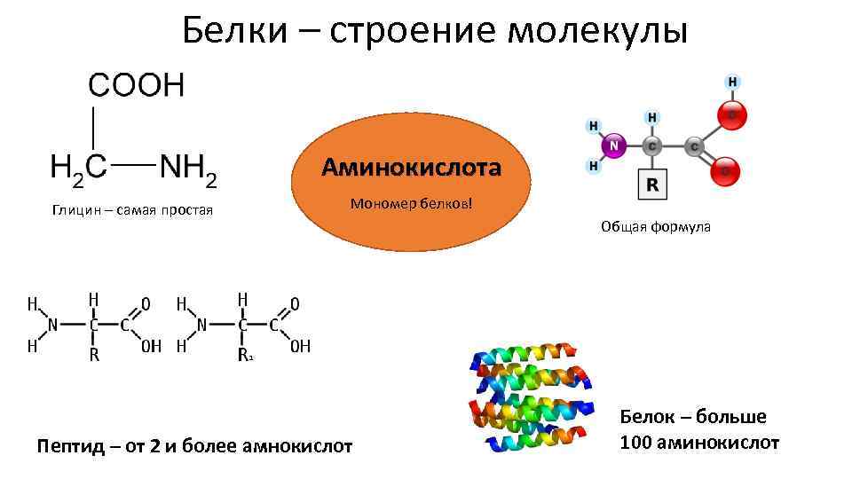 Белки – строение молекулы Аминокислота Глицин – самая простая Мономер белков! Пептид – от