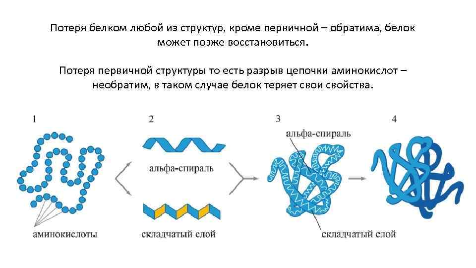 Потеря белком любой из структур, кроме первичной – обратима, белок может позже восстановиться. Потеря