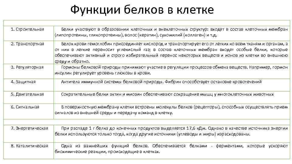 Функции белков в клетке 1. Строительная Белки участвуют в образовании клеточных и внеклеточных структур: