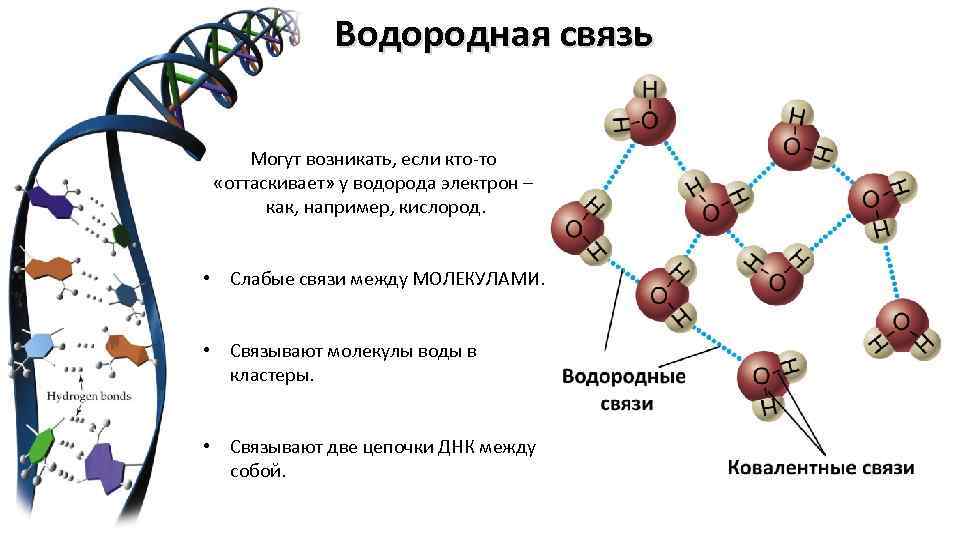 Водородная связь Могут возникать, если кто-то «оттаскивает» у водорода электрон – как, например, кислород.