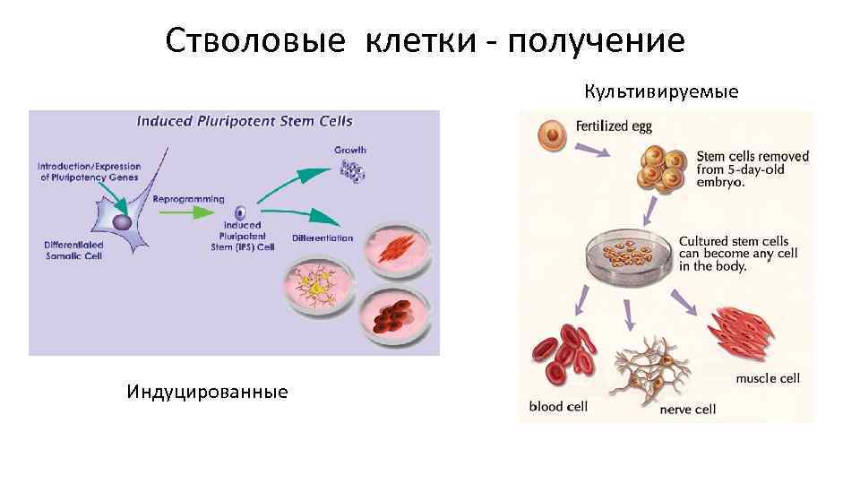 Стволовые клетки - получение Культивируемые Индуцированные 