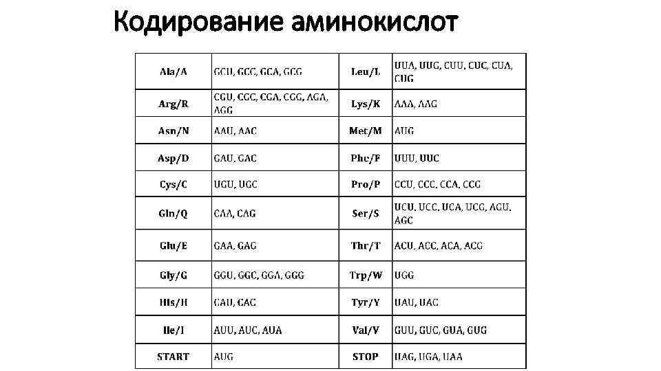 Кодирование аминокислот 