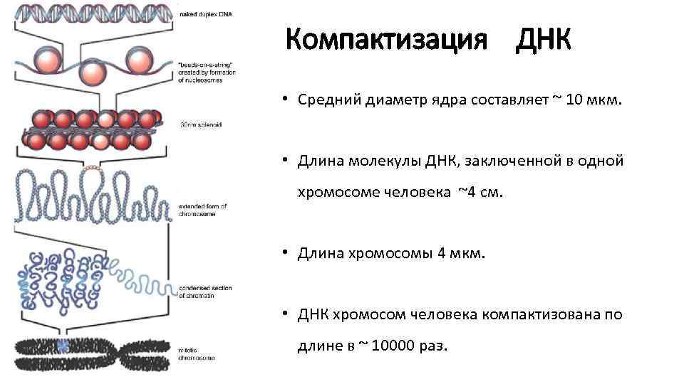 Уровни компактизации хромосом