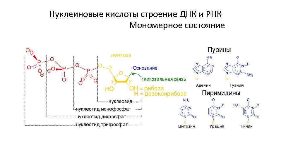 Нуклеиновые кислоты эукариот