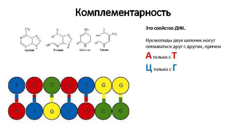 Комплементарность Это свойство ДНК. Нуклеотиды двух цепочек могут связываться друг с другом, причем А