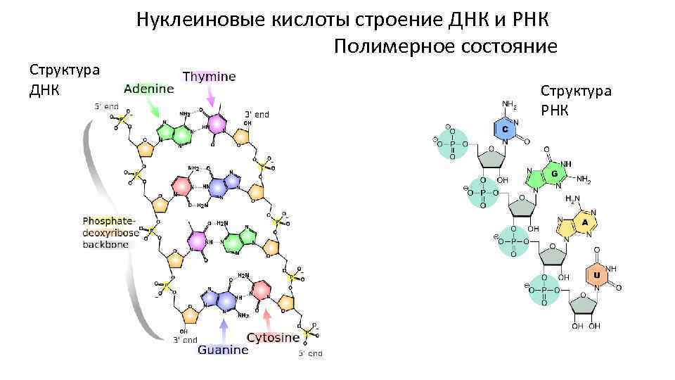 Структура ДНК Нуклеиновые кислоты строение ДНК и РНК Полимерное состояние Структура РНК 