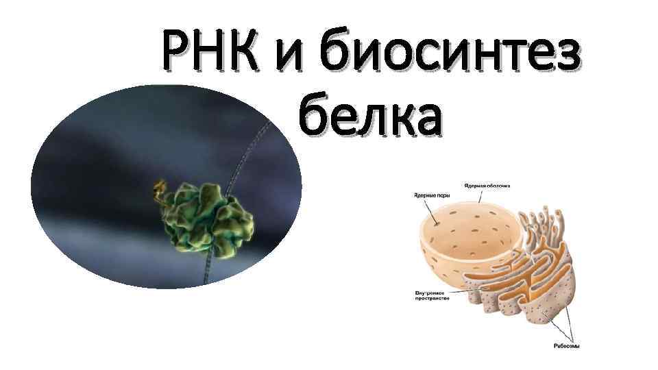 РНК и биосинтез белка 