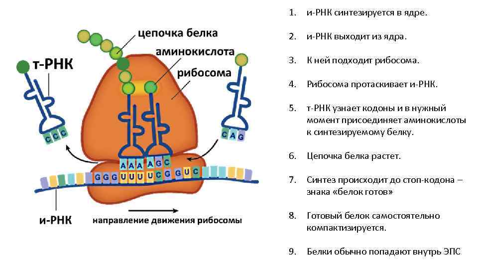 Трансляция рнк схема