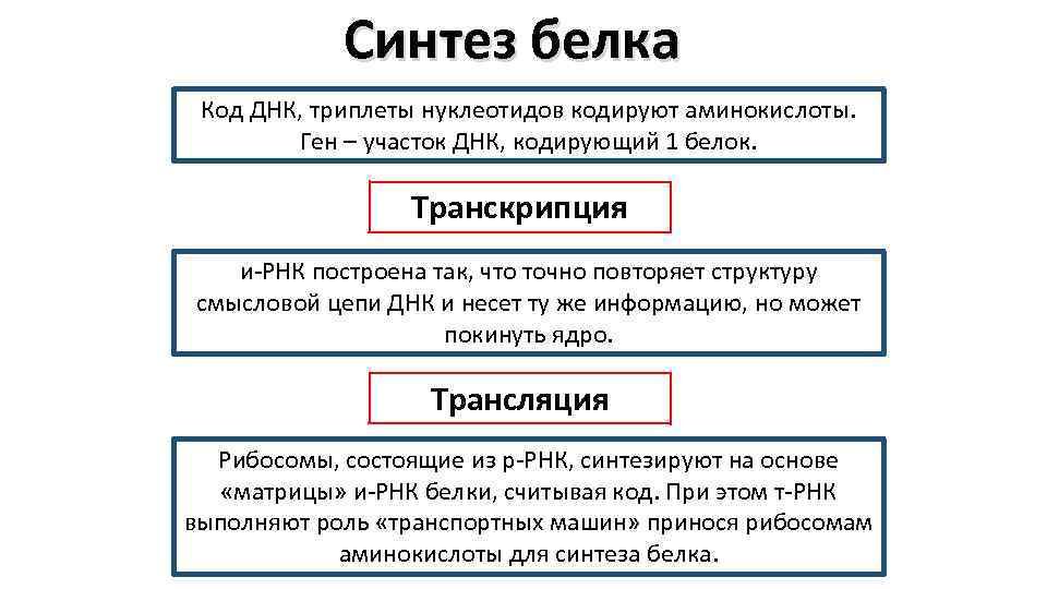 Синтез белка Код ДНК, триплеты нуклеотидов кодируют аминокислоты. Ген – участок ДНК, кодирующий 1