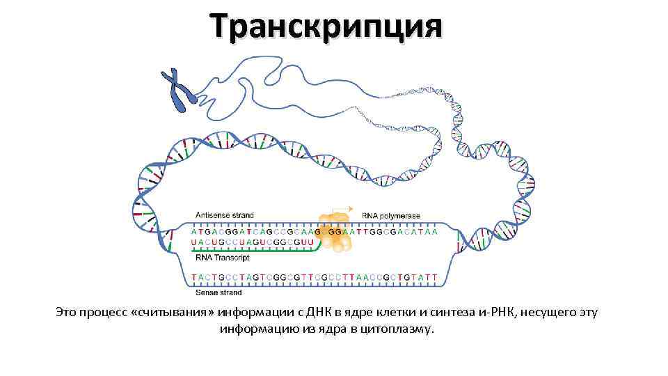 Транскрипция в биологии схема