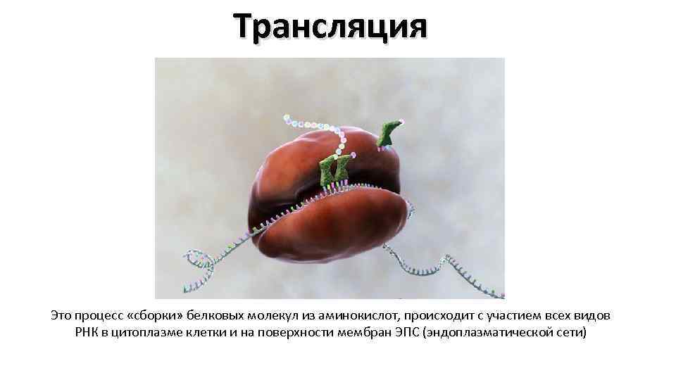 Трансляция Это процесс «сборки» белковых молекул из аминокислот, происходит с участием всех видов РНК