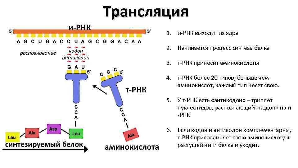 Her body 2023. Процесс трансляции РНК. Синтез белка РНК. Трансляция биология этапы схема. Схема процесса трансляции.