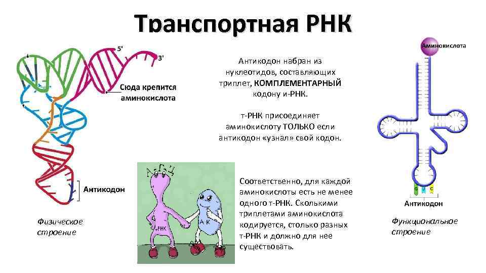 Кодоны т рнк. Антикодон транспортной РНК. Кодон ТРНК комплементарный кодону. ДНК, МРНК, ТРНК, аминокислоты. ТРНК С аминокислотой.