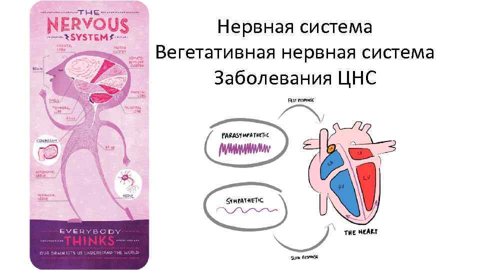 Демиелинизирующие заболевания нервной системы презентация