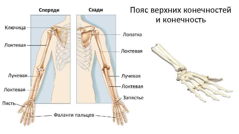 Некроз верхних конечностей фото