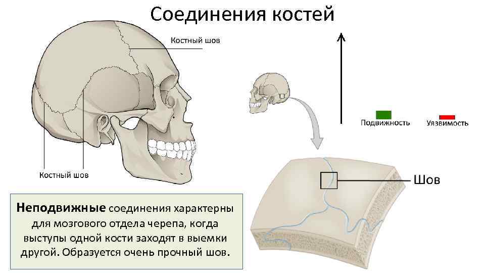 Соединения костей Неподвижные соединения характерны для мозгового отдела черепа, когда выступы одной кости заходят