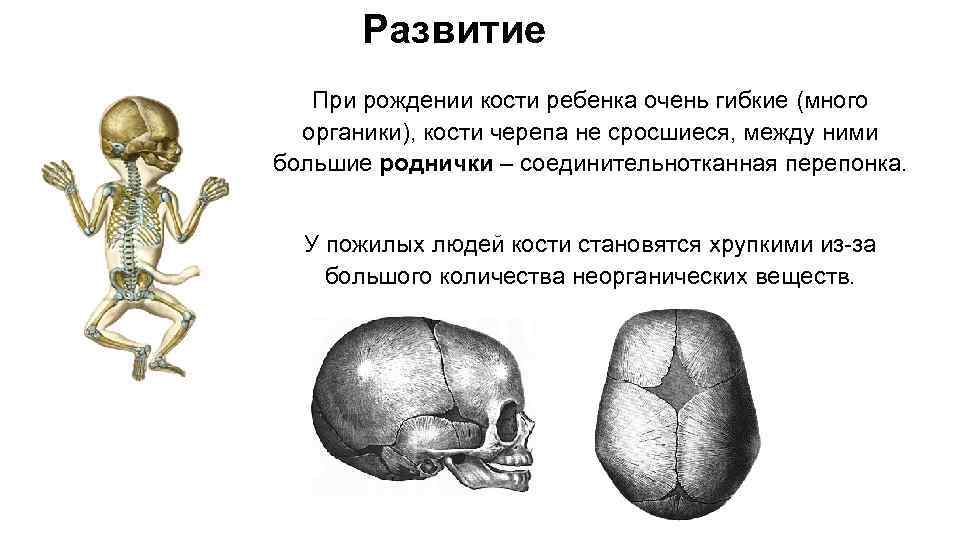 Сколько скелетов у человека