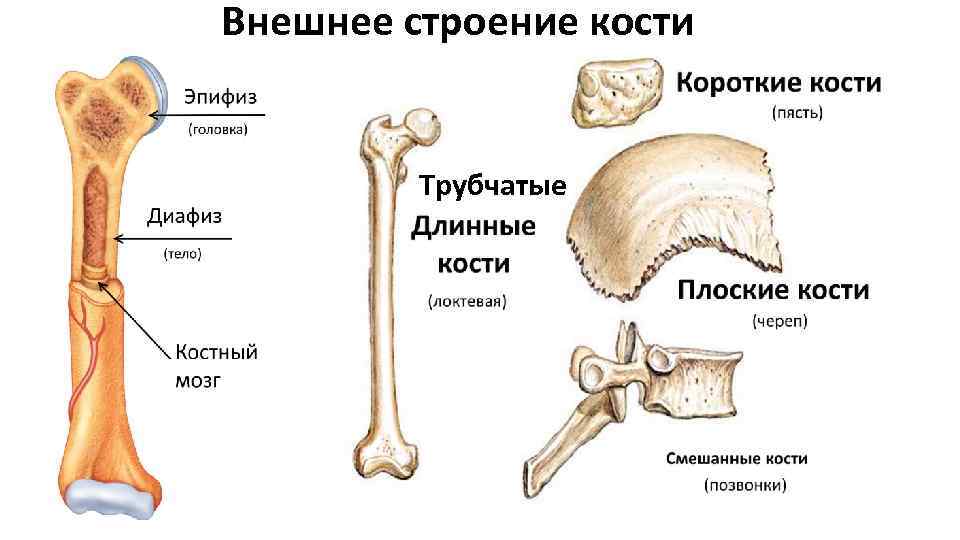 Внешнее строение кости Трубчатые 