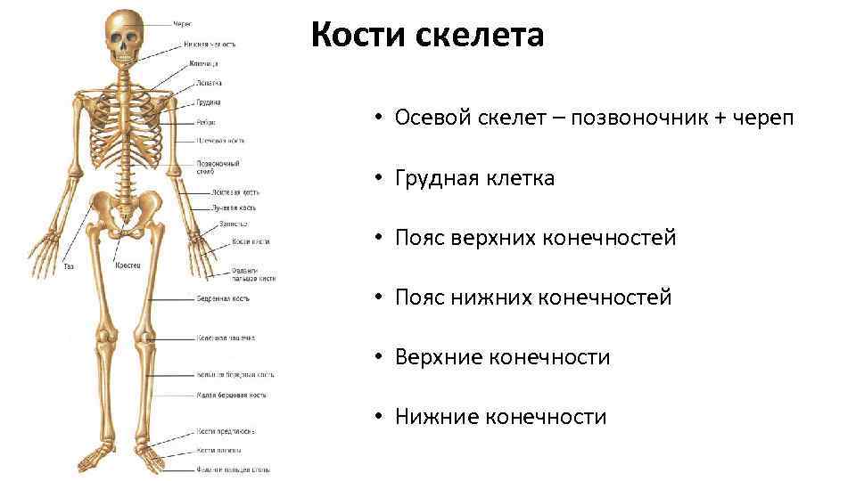 Длинные кости скелета