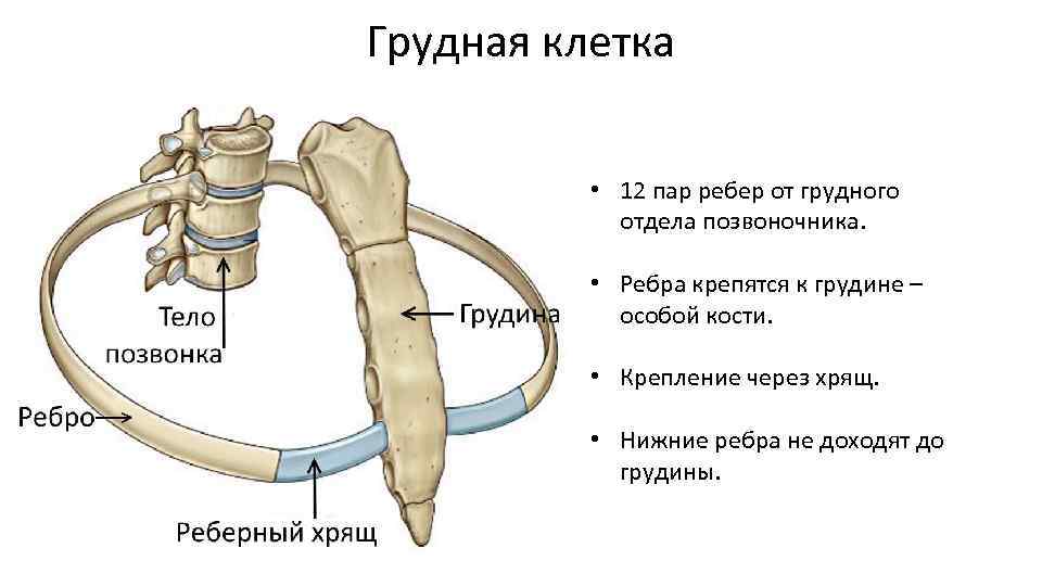 Грудная клетка • 12 пар ребер от грудного отдела позвоночника. • Ребра крепятся к