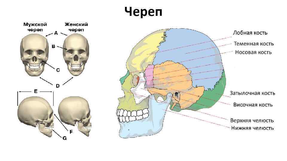 Череп 