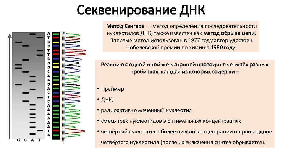 Секвенирование ДНК Метод Сэнгера — метод определения последовательности нуклеотидов ДНК, также известен как метод