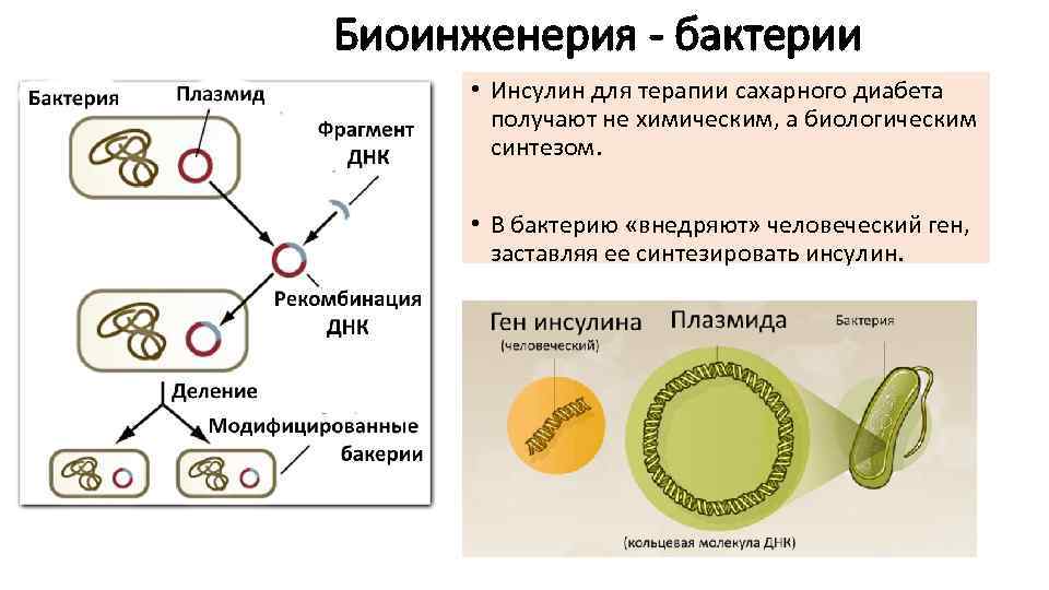 Создание бактериальных клеток способных синтезировать инсулин