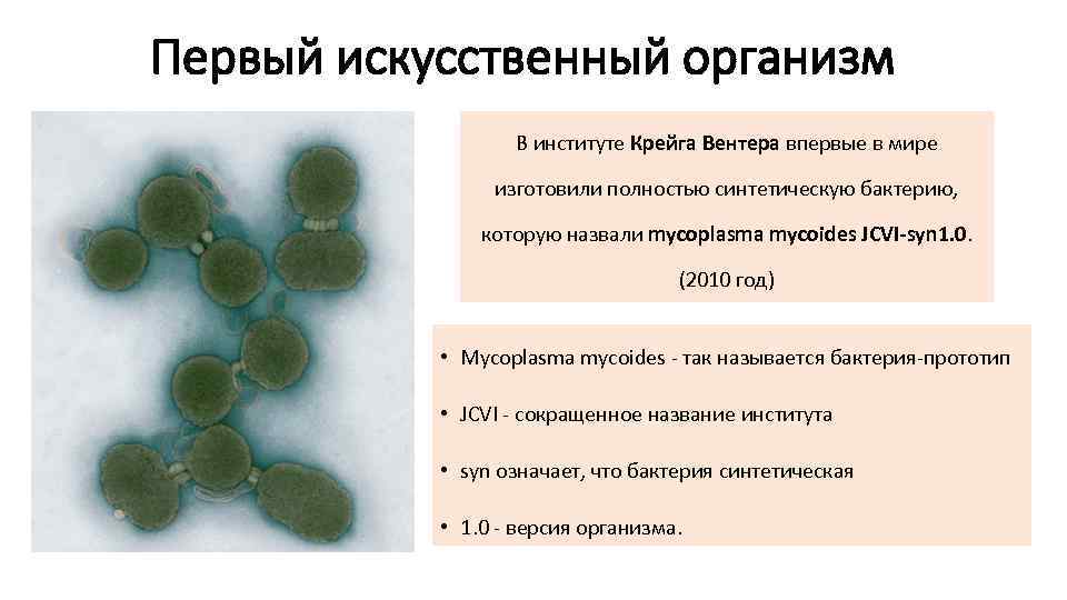 Микоплазма это бактерия или вирус. Mycoplasma Laboratorium Синтия. Синтетическая бактерия Синтия. Синтетическая бактериальная клетка. Первая синтетическая клетка.