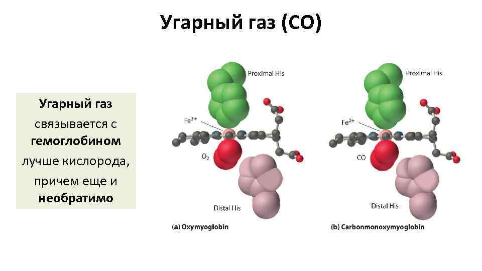 Угарный газ (СО) Угарный газ связывается с гемоглобином лучше кислорода, причем еще и необратимо