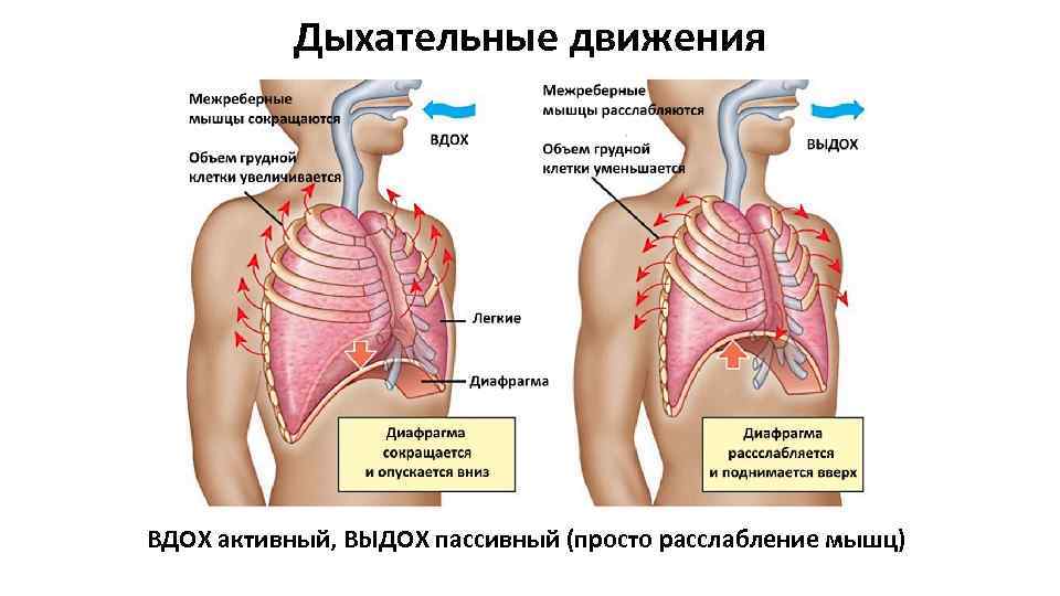 Дыхательные движения ВДОХ активный, ВЫДОХ пассивный (просто расслабление мышц) 