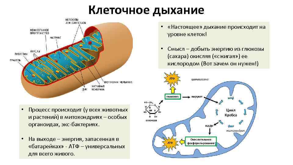 Клеточное дыхание • «Настоящее» дыхание происходит на уровне клеток! • Смысл – добыть энергию