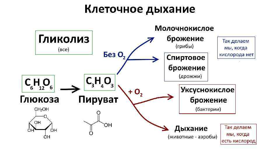 Рисунок клеточного дыхания