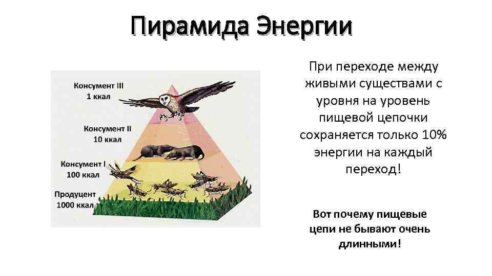 Правило гласит только 10 энергии поступает 48500. Пирамида энергии. Пирамида энергии биология. Экологическая пирамида энергии. Трофические уровни пирамида энергии.