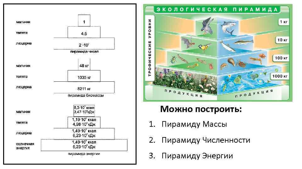 Различные экологические пирамиды и соотношения организмов на каждой их ступени проект