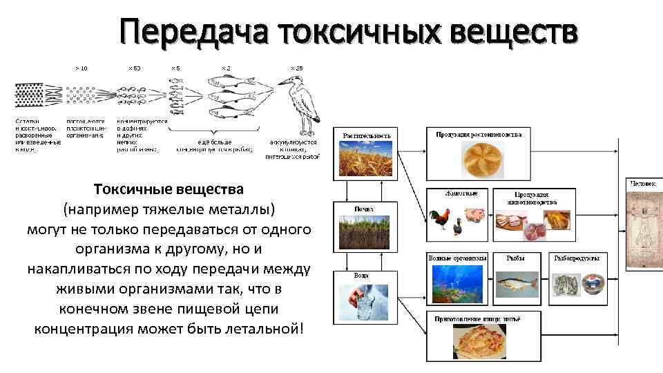 Передача токсичных веществ по пищевой цепи схема