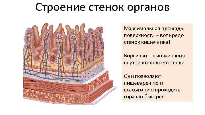 Для чего стенки тонкого кишечника человека образуют ворсинки