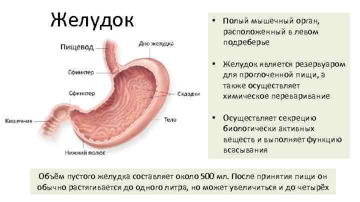 Высокий желудок