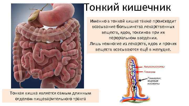 Тонкий кишечник Именно в тонкой кишке также происходит всасывание большинства лекарственных веществ, ядов, токсинов