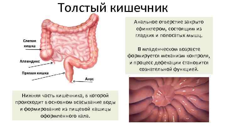Толстый кишечник Анальное отверстие закрыто сфинктером, состоящим из гладких и полосатых мышц. В младенческом