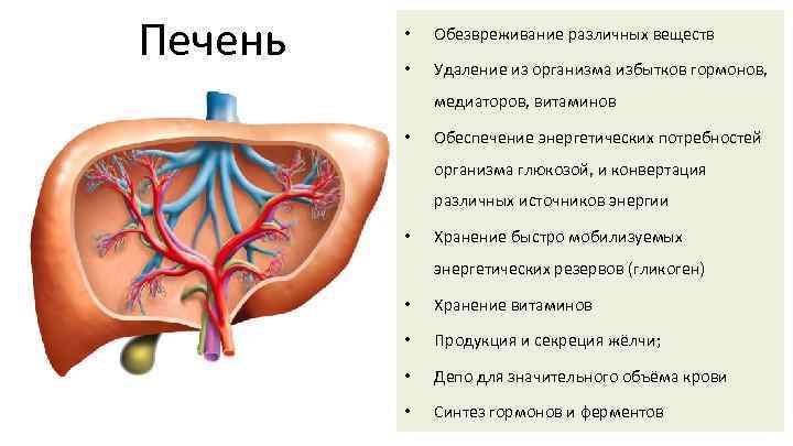 Печень • Обезвреживание различных веществ • Удаление из организма избытков гормонов, медиаторов, витаминов •