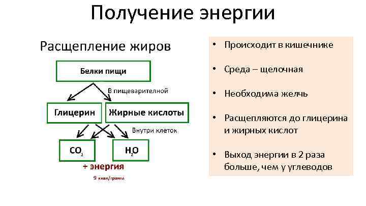 Синтез энергии происходит в. Пищеварительная система получение энергии. Осуществляется пищеварение в щелочной среде. Энергия расщепления.